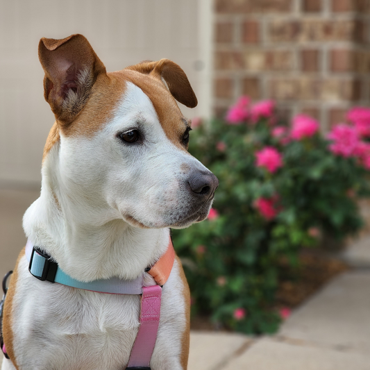 10 formas de mejorar el estado emocional de tus mascotas