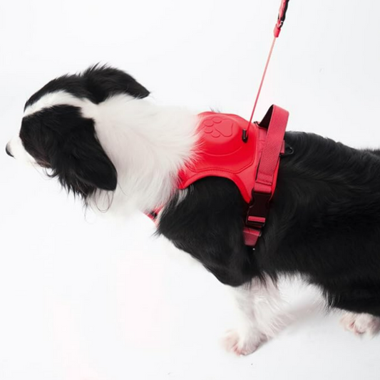 Arnés Perro Con Correa Retráctil Colores